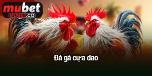 Đá gà cựa dao