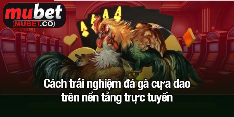 Cách trải nghiệm đá gà cựa dao trên nền tảng trực tuyến