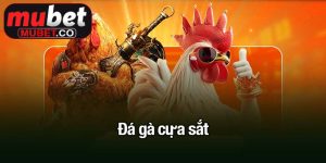 Đá gà cựa sắt