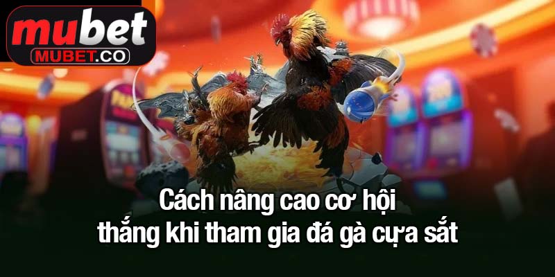 Cách nâng cao cơ hội thắng khi tham gia đá gà cựa sắt