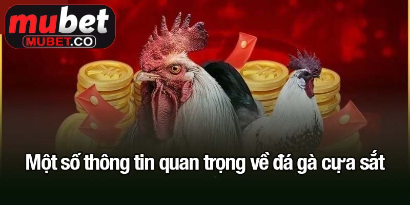 Một số thông tin quan trọng về đá gà cựa sắt