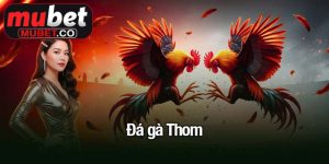 Đá gà Thom