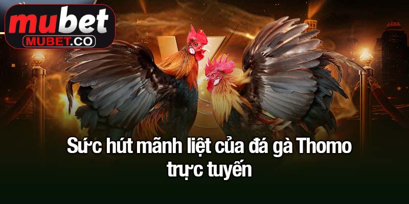 Sức hút mãnh liệt của đá gà Thomo trực tuyến